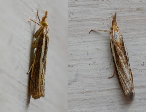 Agriphila tristella
